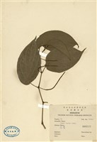 藏品(荖藤)的圖片